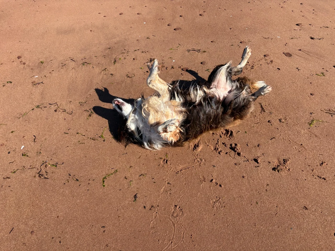 Bella after a Yin class